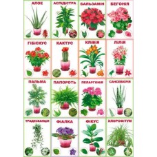 Набор развивающих карточек: Комнатные растения
