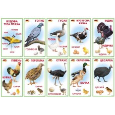 Набор развивающих карточек: Домашние птицы