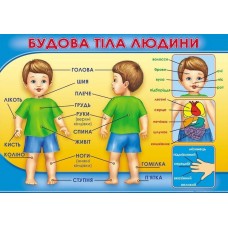 Плакат школьный: Строение тела человека